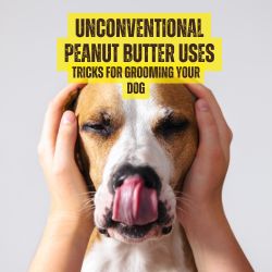 Dog licking its face while the owner holds its head